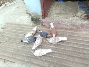 Pigeons Male - Female