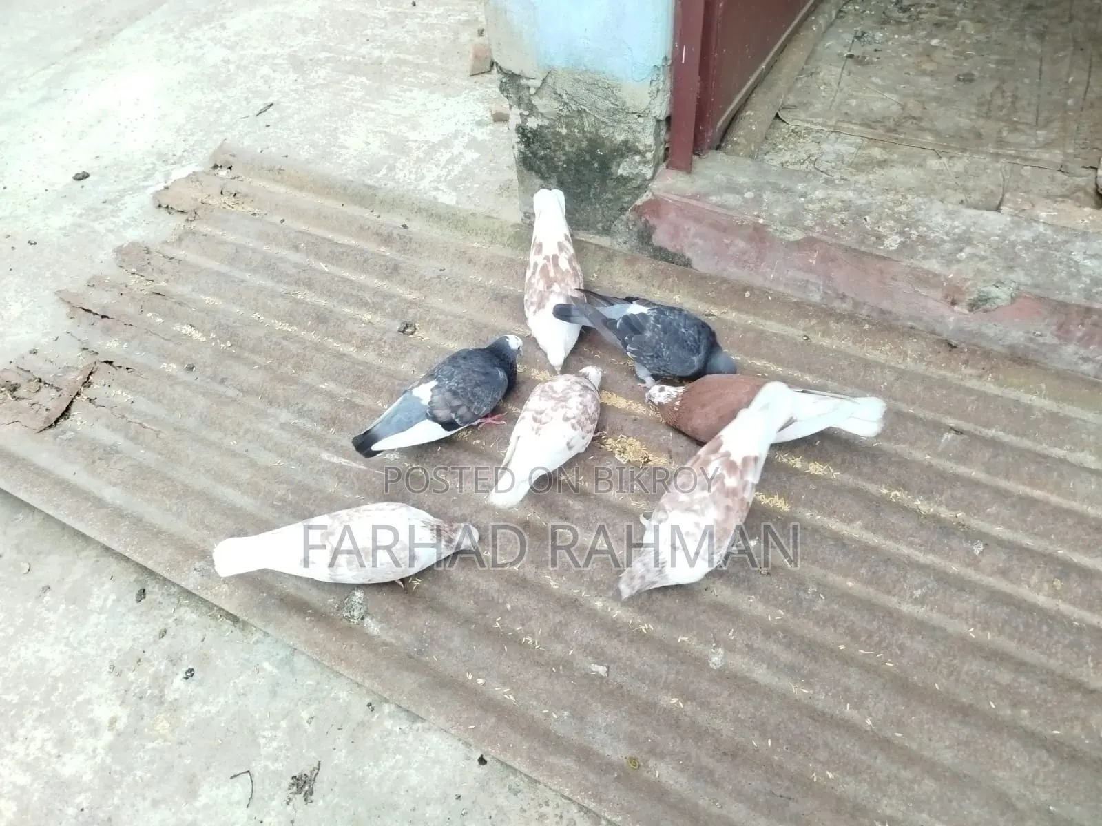 Pigeons Male - Female