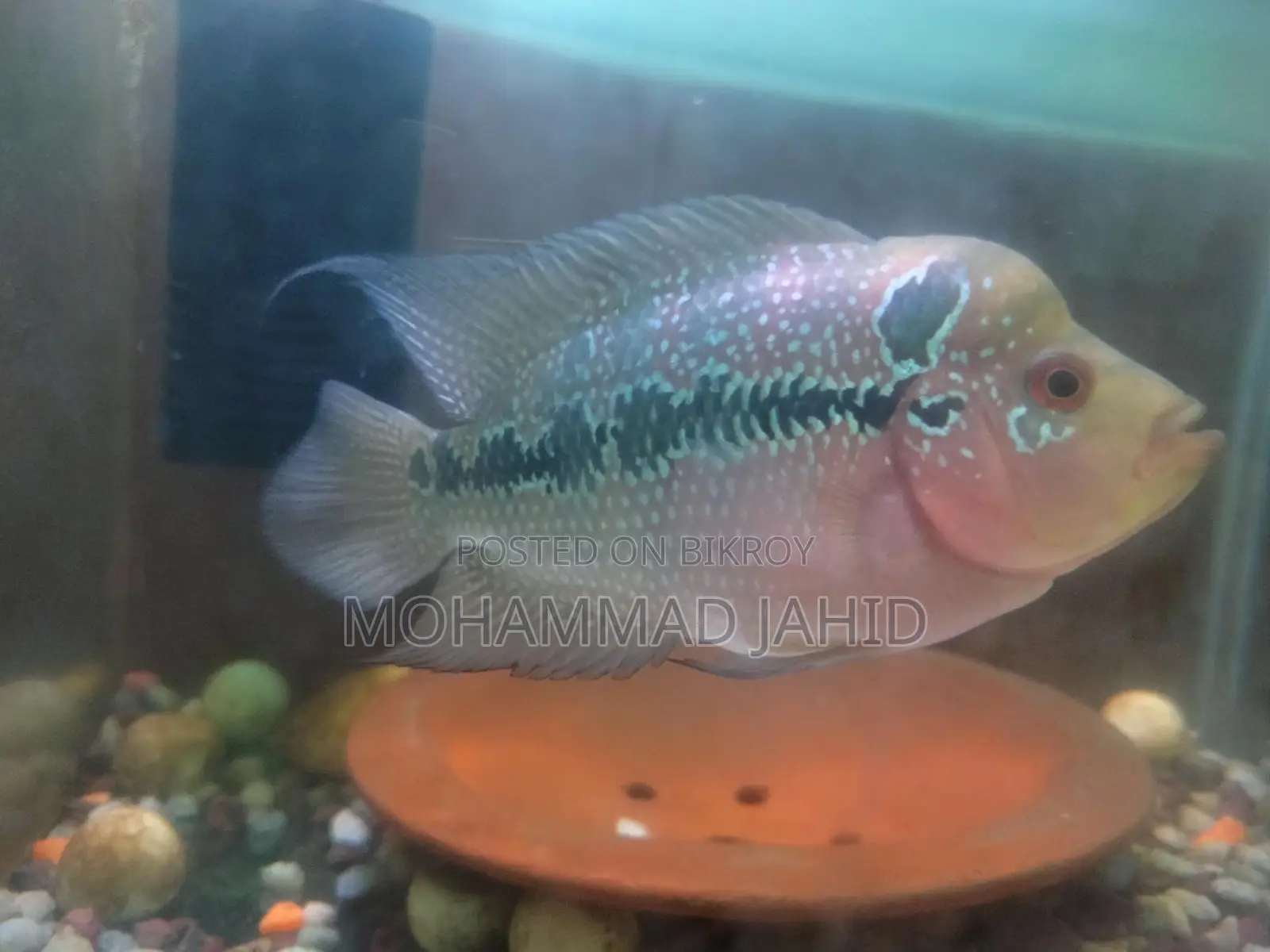 Flowerhorn 5" and 6"