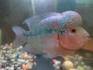 Flowerhorn 5" and 6"