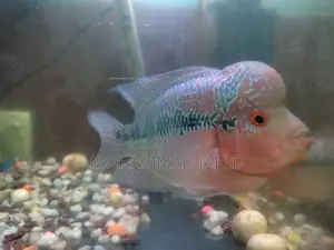 Flowerhorn 5" and 6"