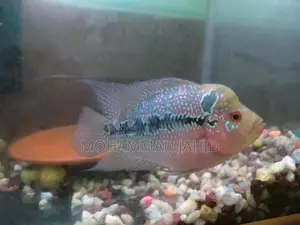 Flowerhorn 5" and 6"