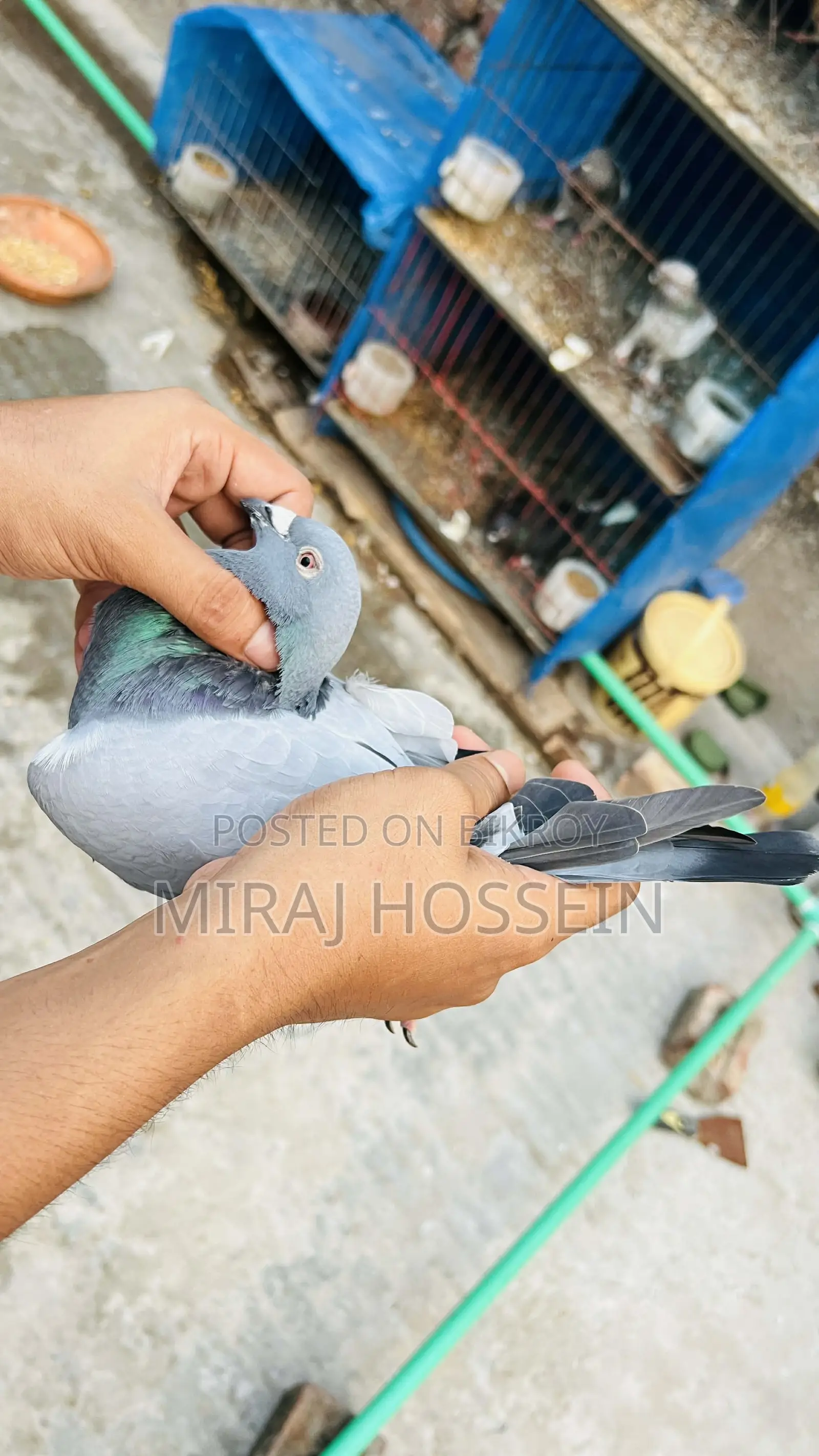 Racer Homing Pigeon