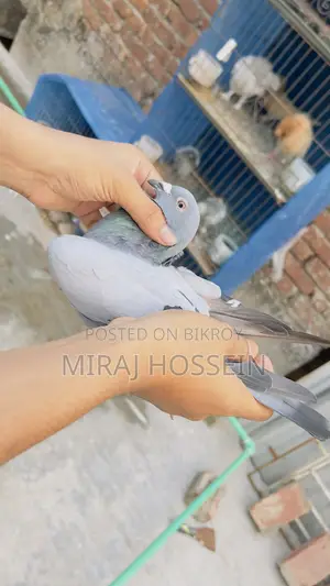 Racer Homing Pigeon