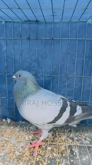 Racer Homing Pigeon