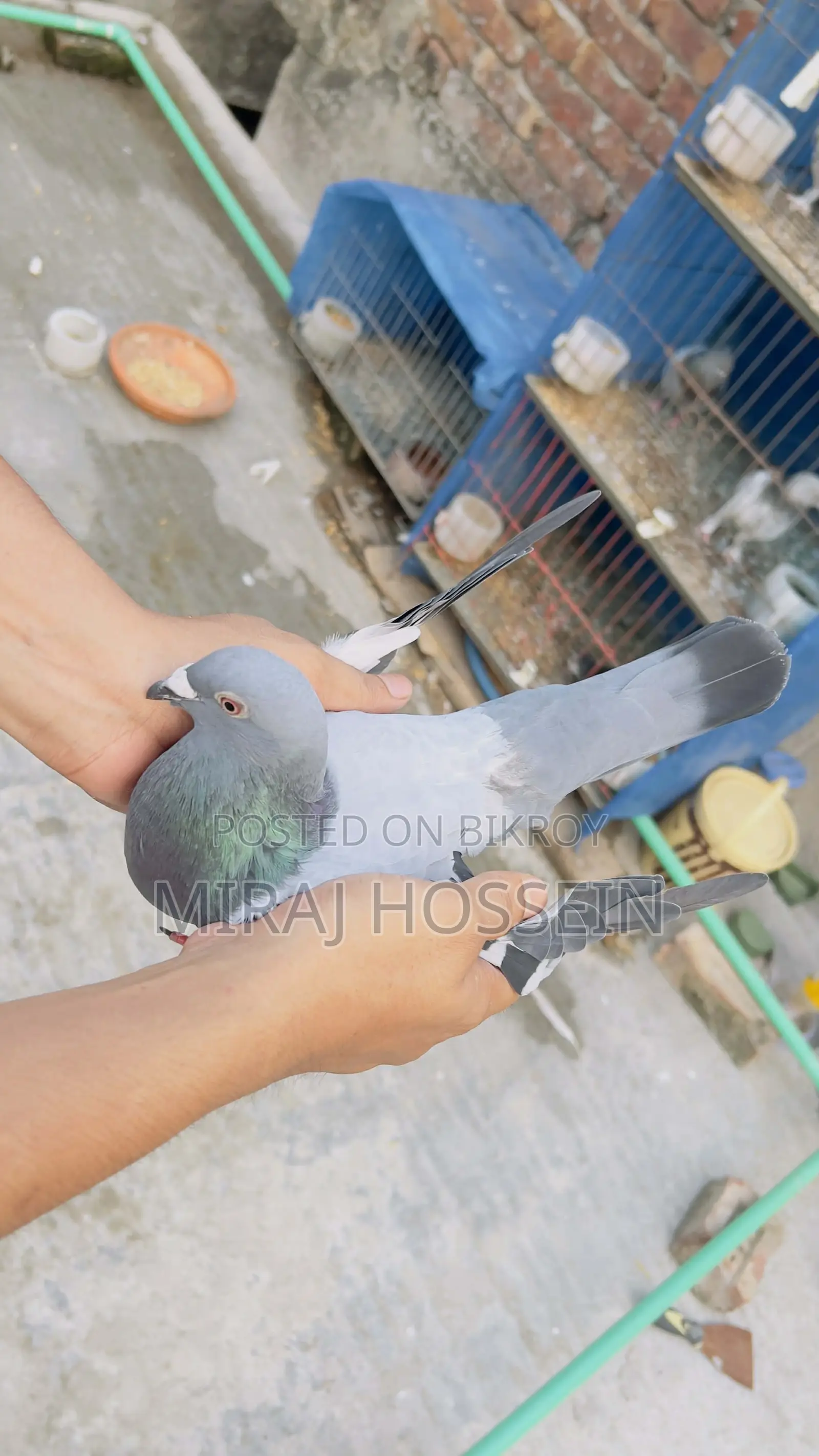 Racer Homing Pigeon