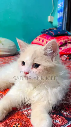 Pure Persian Cat