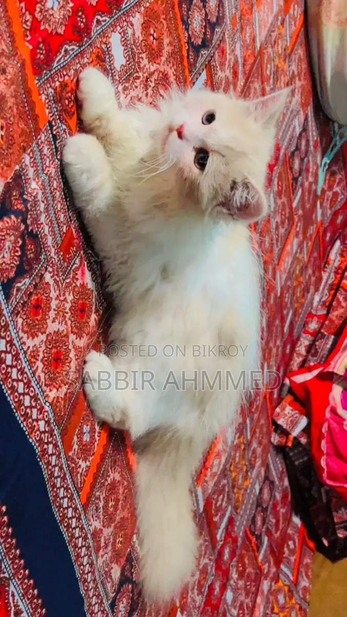 Pure Persian Cat