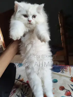 1-3 Months Male Purebred Persian