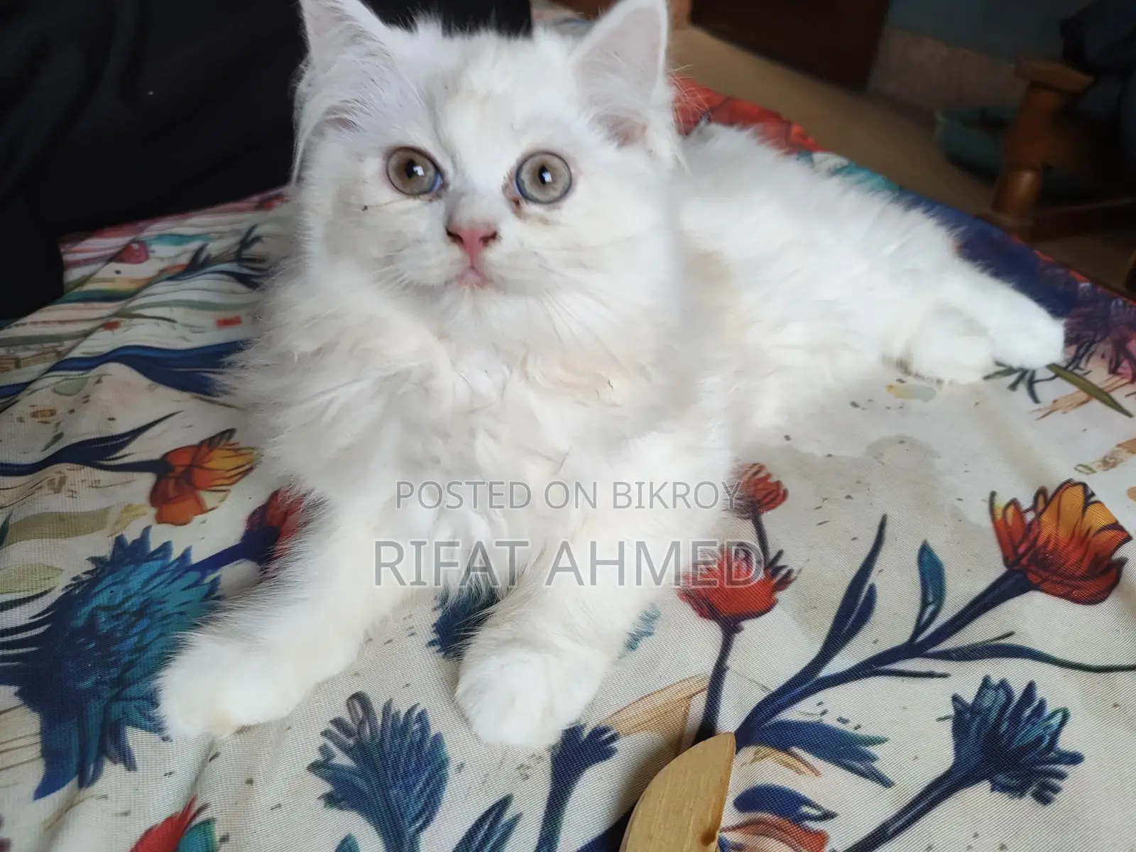 1-3 Months Male Purebred Persian