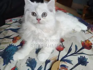 1-3 Months Male Purebred Persian