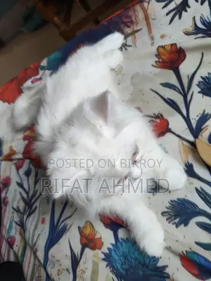 1-3 Months Male Purebred Persian