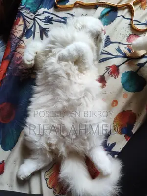 1-3 Months Male Purebred Persian