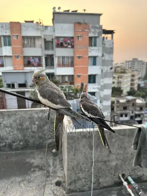 Cockatiel Bird