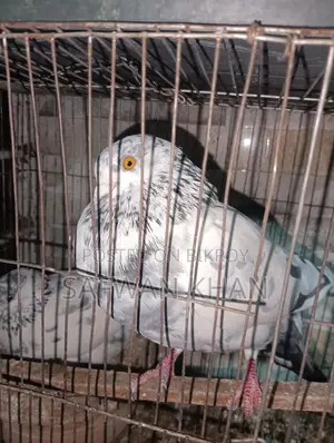 Male Pigeon
