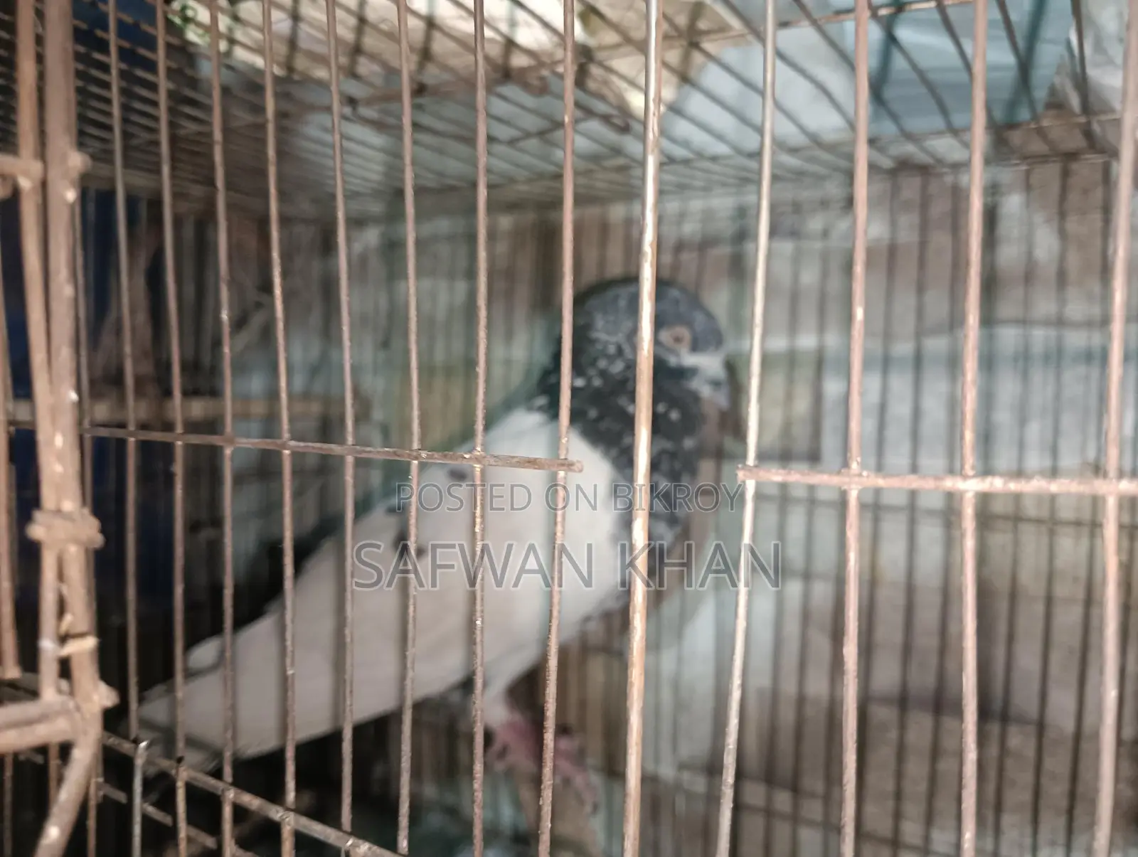Male Pigeon