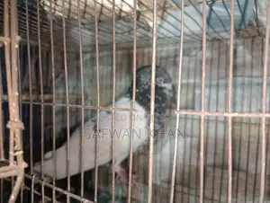 Male Pigeon