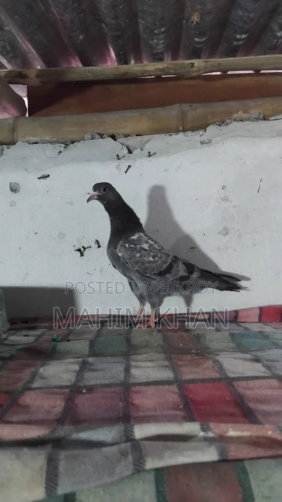 Taddy Pigeons