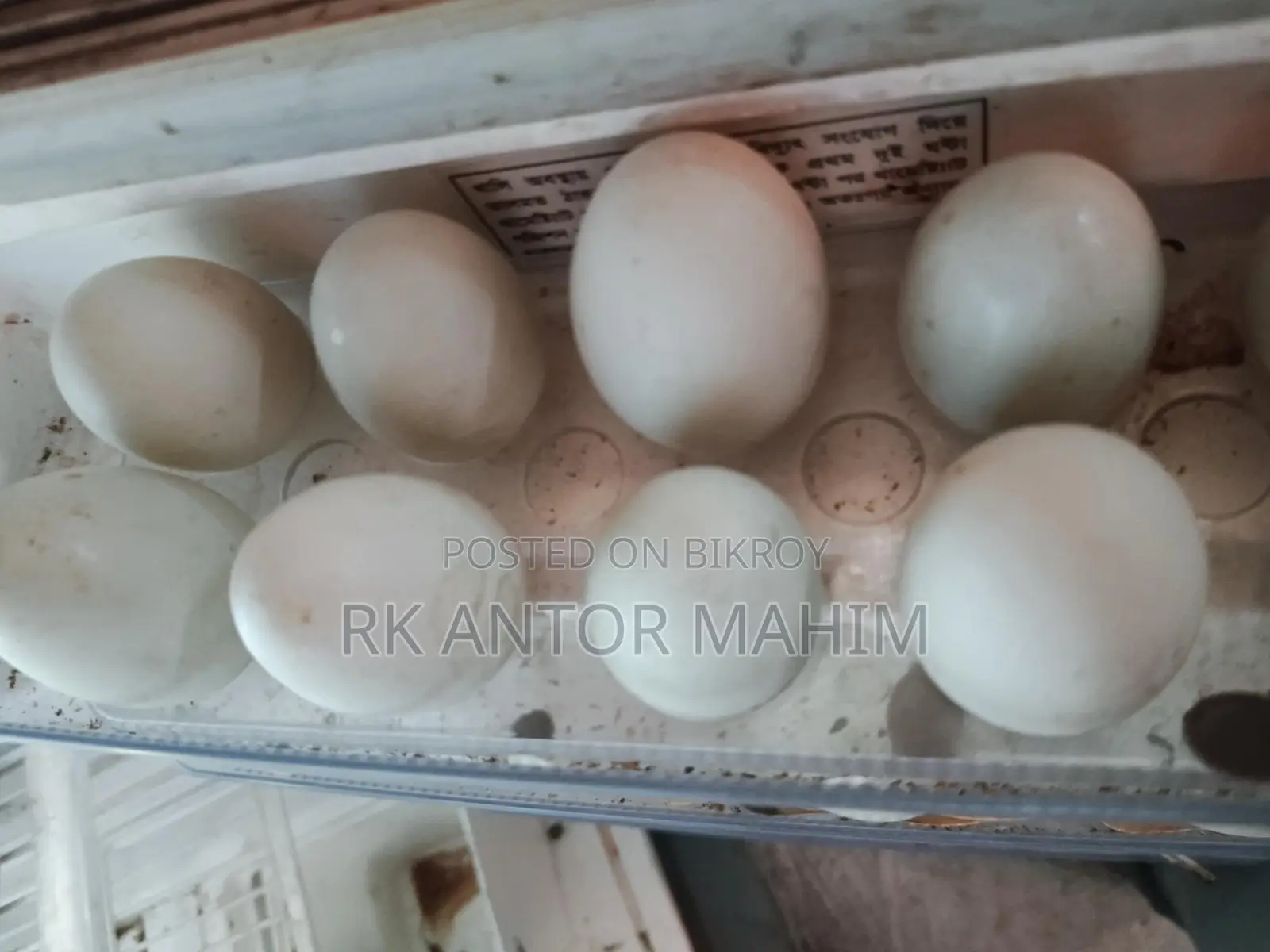 Duck Hatching Eggs