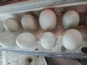 Duck Hatching Eggs