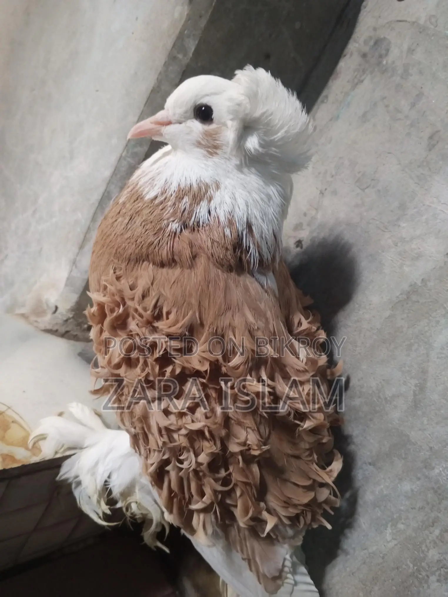 High-Quality Foreign Breed Pigeons