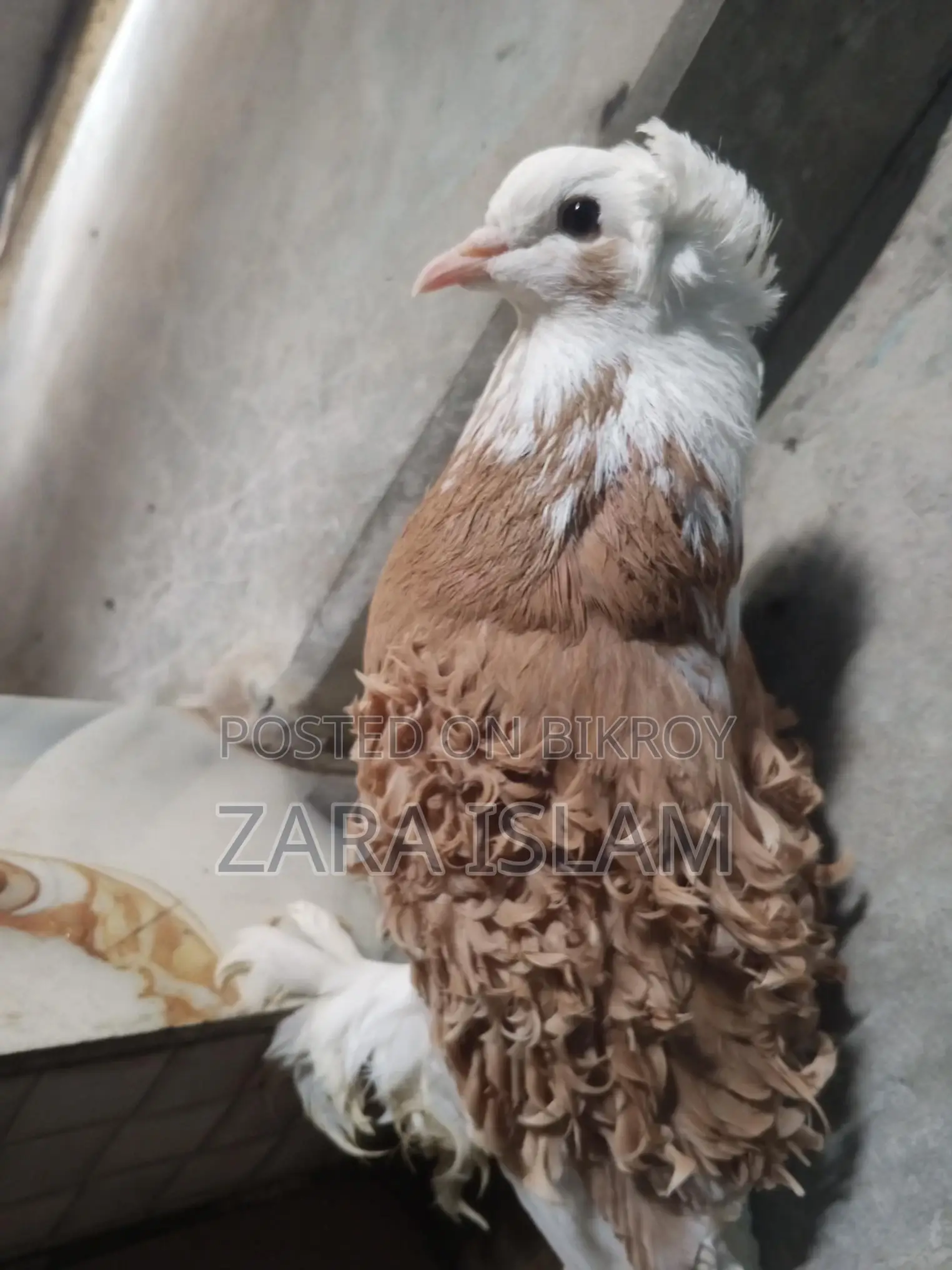 High-Quality Foreign Breed Pigeons