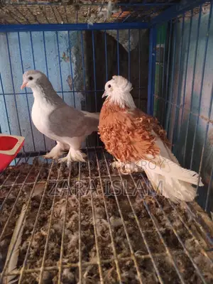 High-Quality Foreign Breed Pigeons
