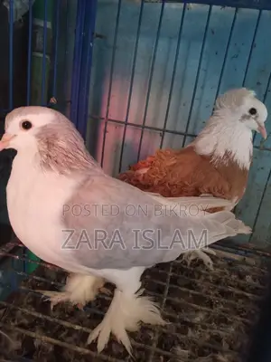 High-Quality Foreign Breed Pigeons