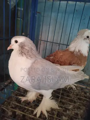 High-Quality Foreign Breed Pigeons