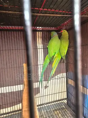 Indian Ringneck Parakeet