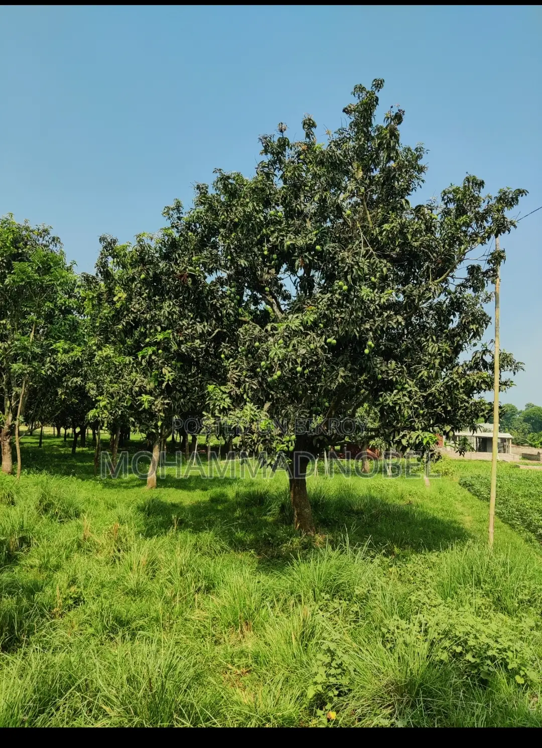 Birastol area, 1 km behind Baya Hat, road in front of the mosque