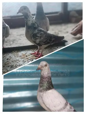 Afsan Grizzle Racer Pigeons