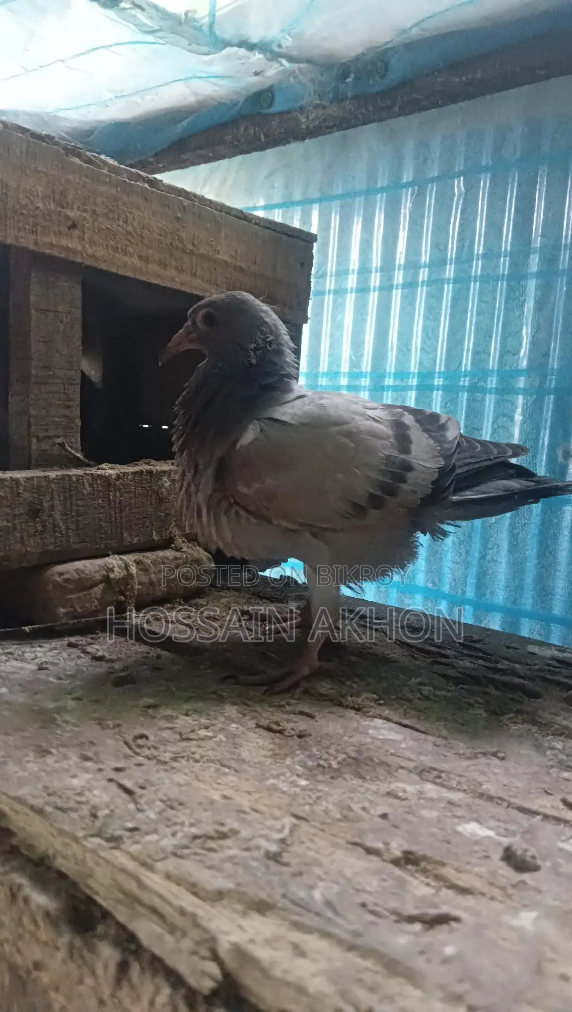 Afsan Grizzle Racer Pigeons