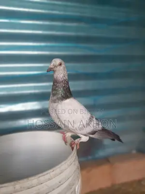 Afsan Grizzle Racer Pigeons