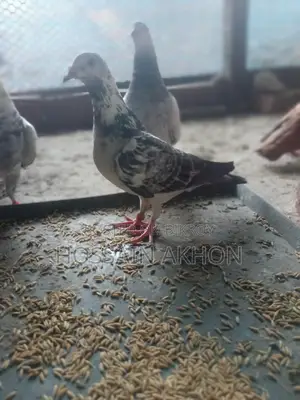Afsan Grizzle Racer Pigeons