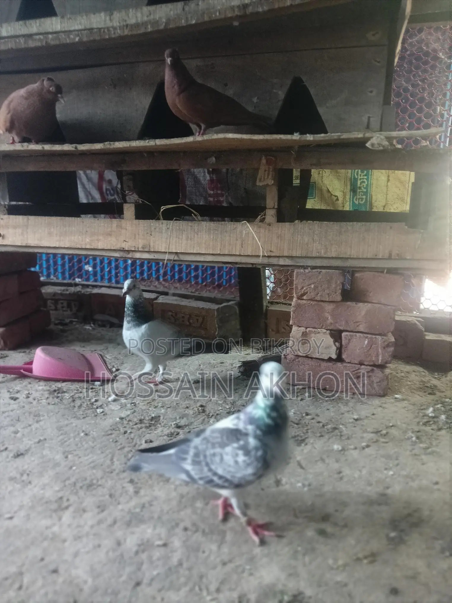 Afsan Grizzle Racer Pigeons