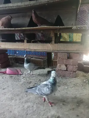 Afsan Grizzle Racer Pigeons