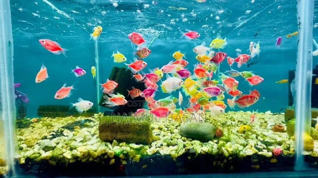 Premium Aquarium Fish in Rajshahi