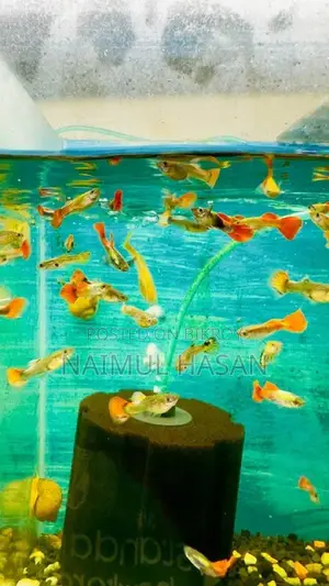 Premium Aquarium Fish in Rajshahi