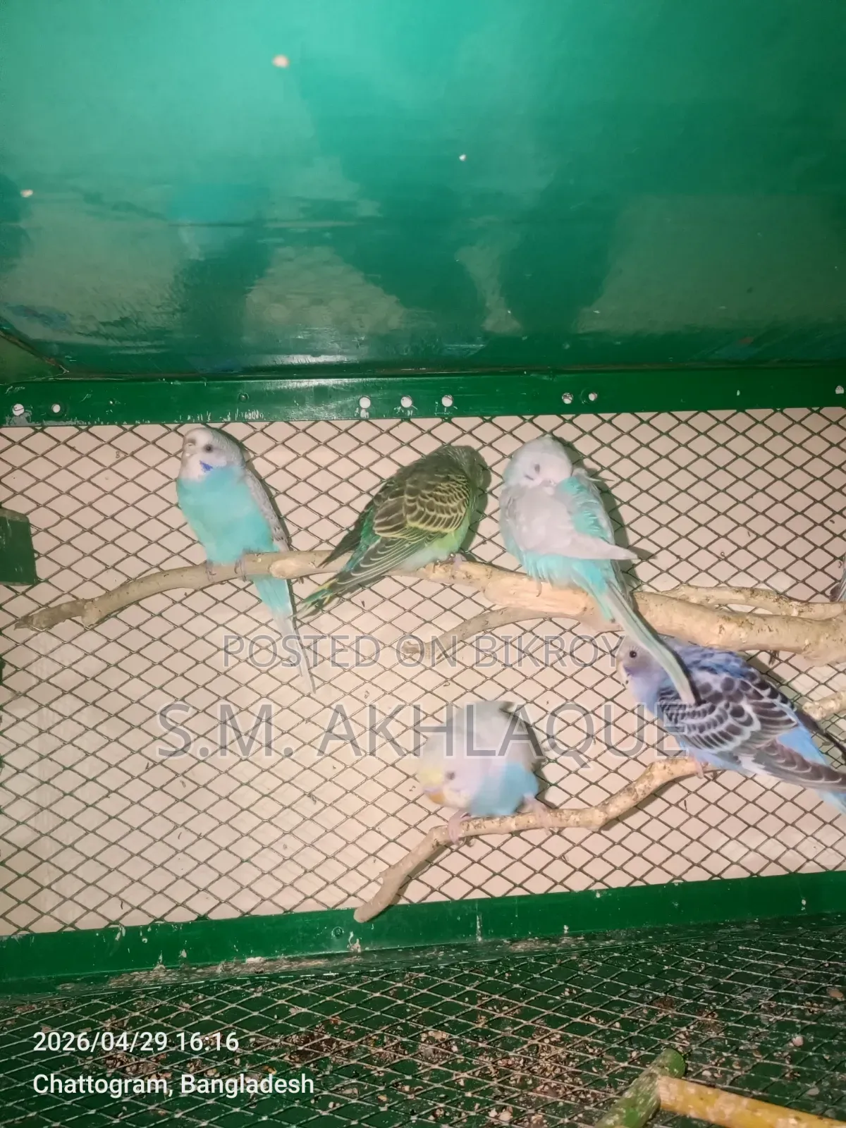 Budgerigar Bird