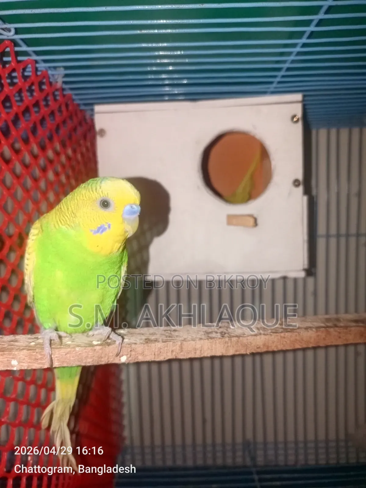 Budgerigar Bird