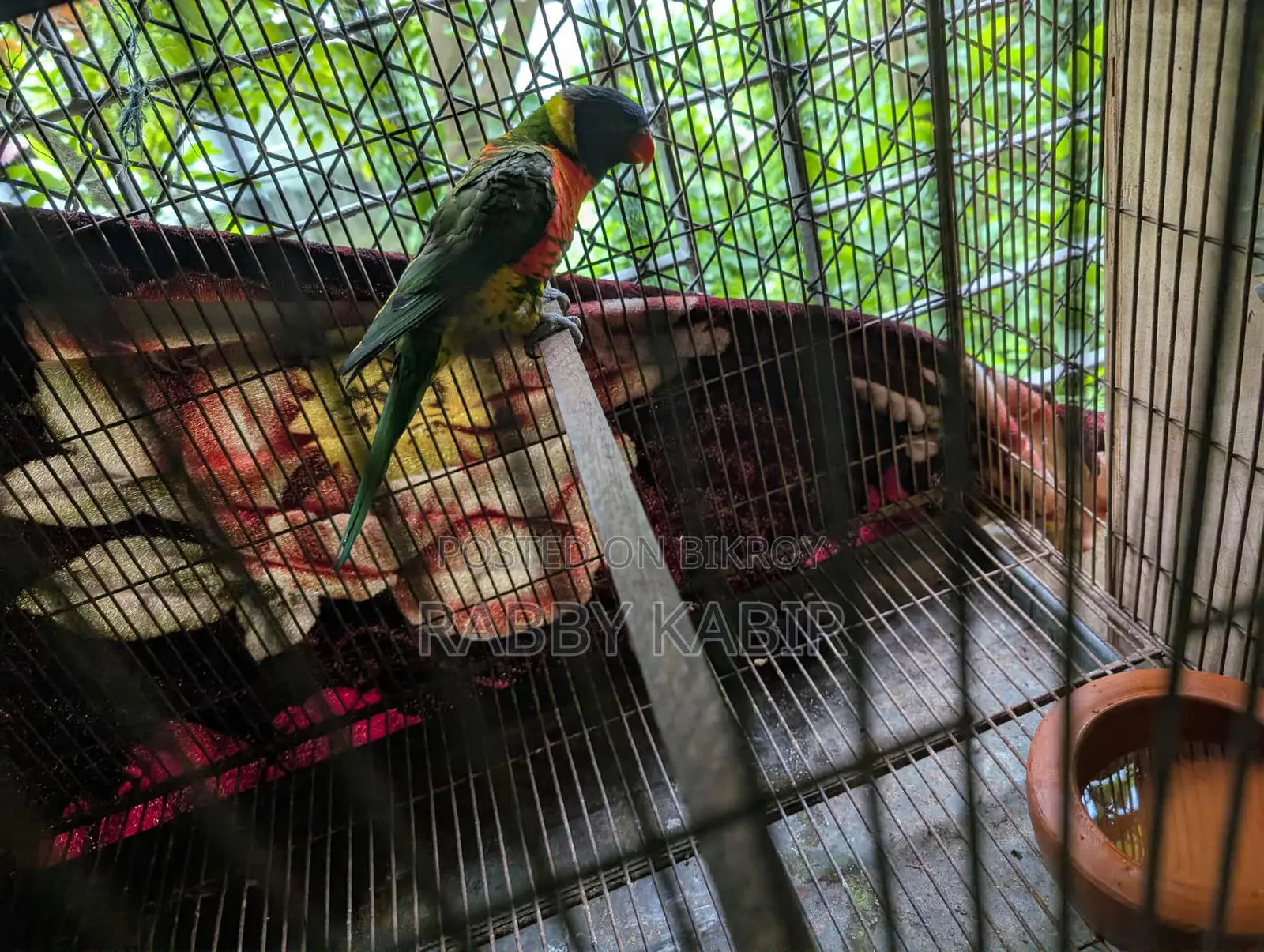 Lori breeding male