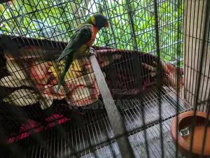 Lori breeding male