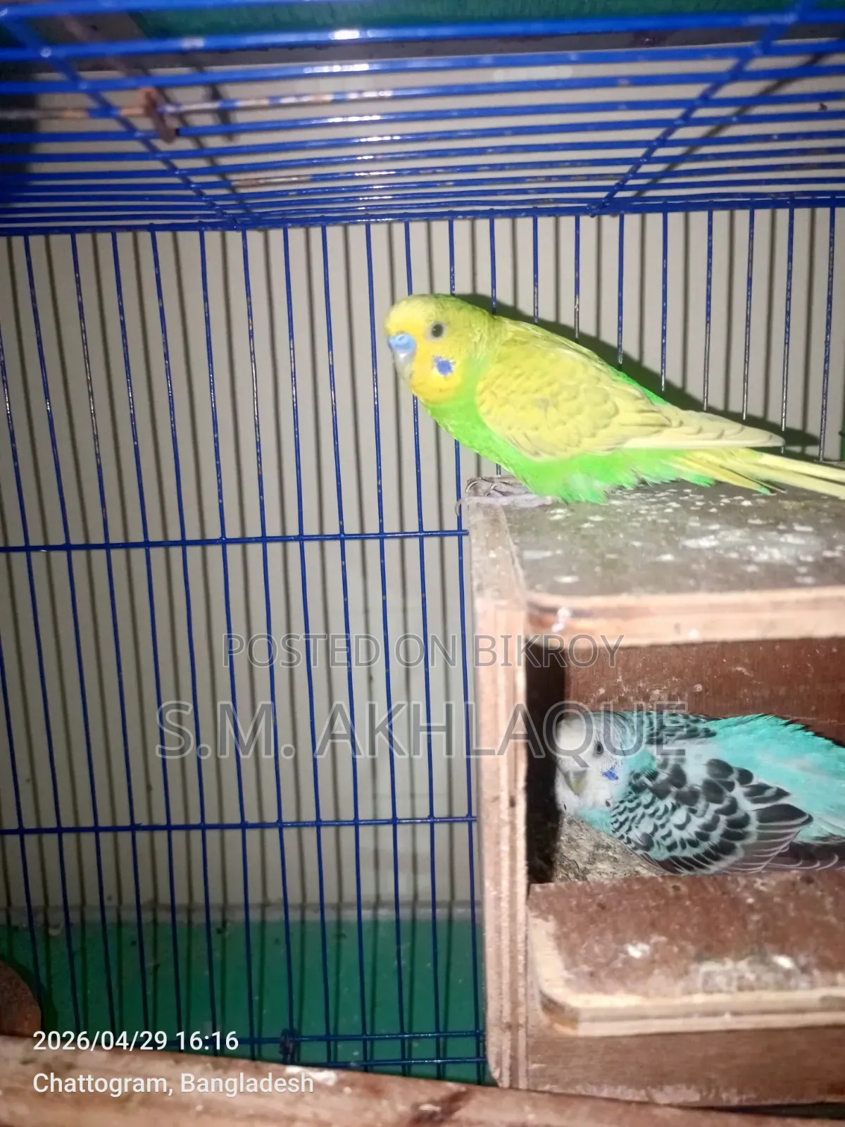 Budgerigar Bird