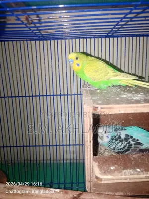 Budgerigar Bird