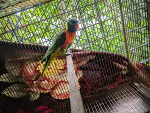 Lori breeding male