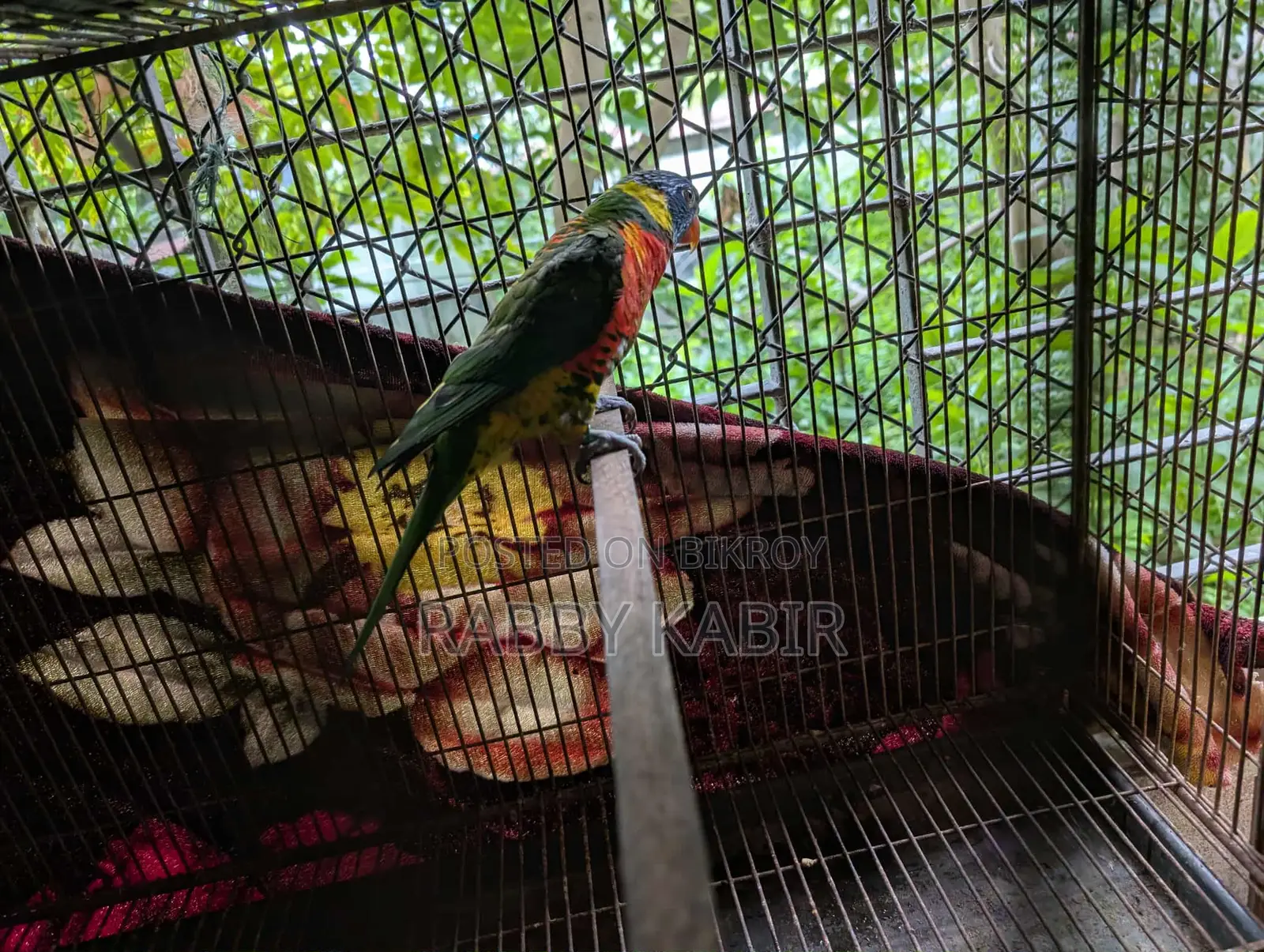Lori breeding male