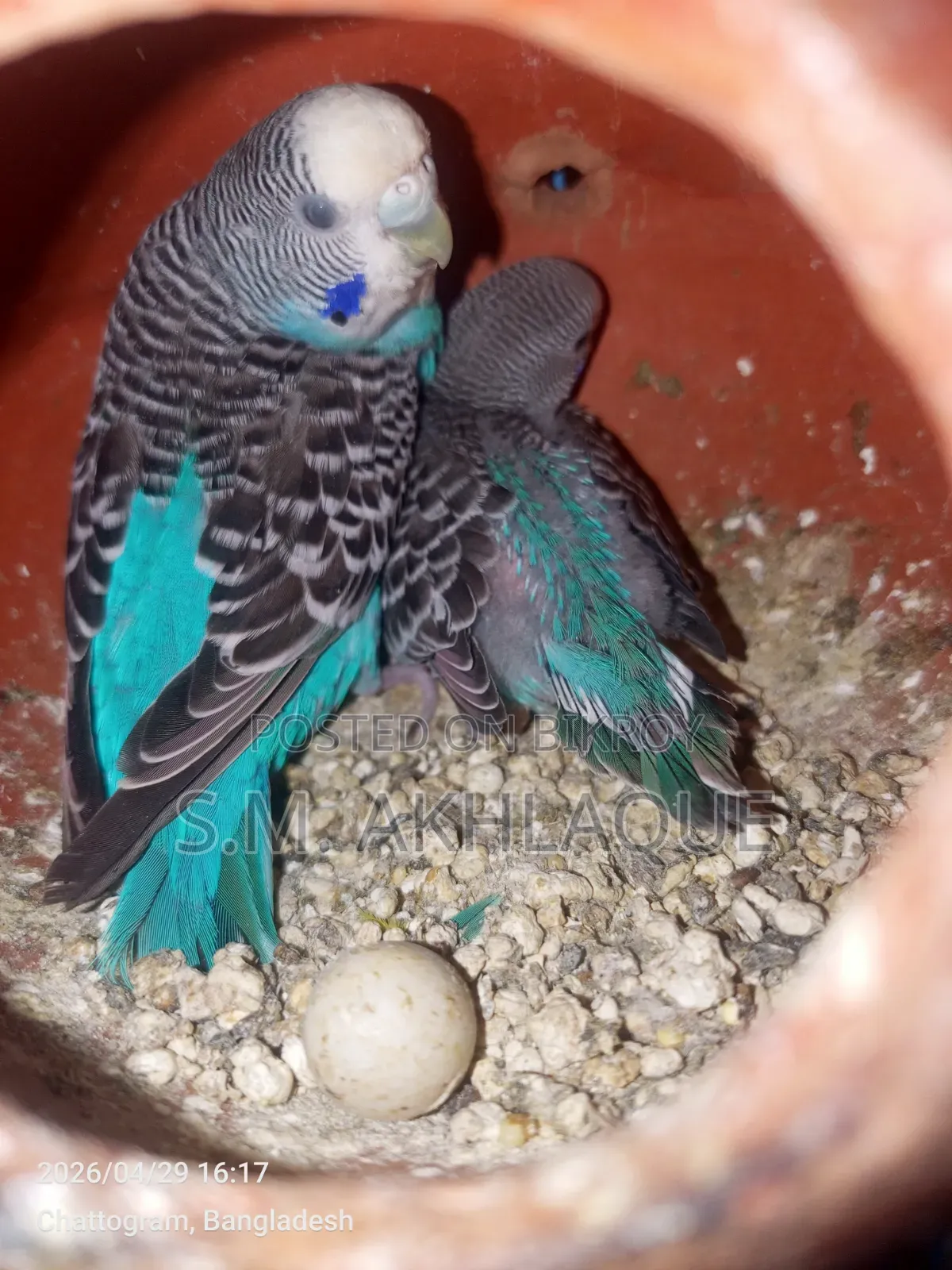 Budgerigar Bird