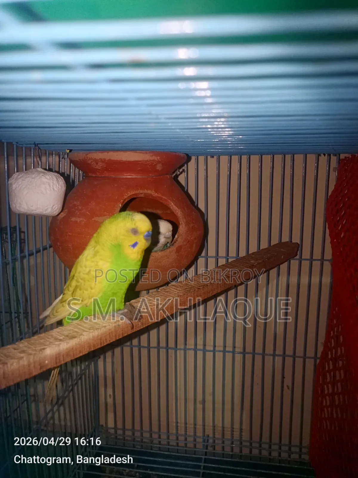 Budgerigar Bird