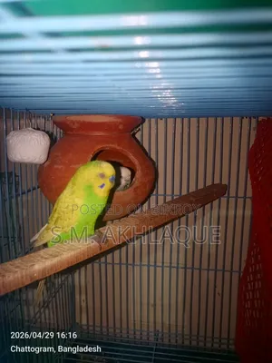 Budgerigar Bird